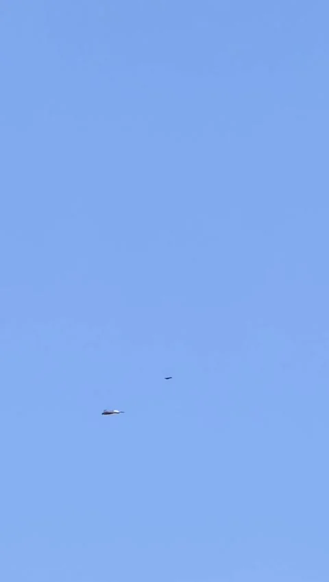 Bird of Prey Soaring High in Clear Blue Sky Stock Footage 341522105
