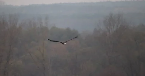 A bird of prey soars on the background of trees near, 4K slomo Video stock 166175845