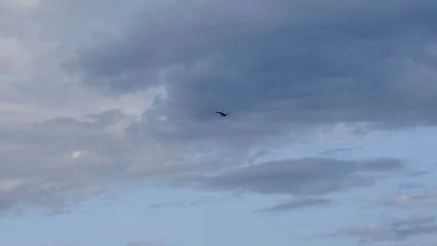 Bird of prey soars in blue sky. Falcon quickly flying down to catch prey. Stock Footage 116687213