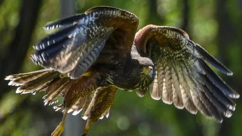 Bird of prey soars gracefully in mid-flight over a lush green forest during.. Stock Photos