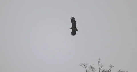 The bird of prey soars higher and higher, 4K slomo Stock Footage 168135778
