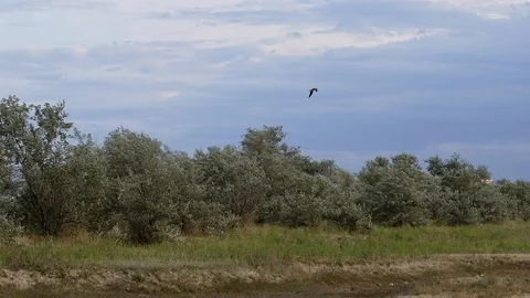 Bird of prey soars in sky. Soaring falcon or hawk ready to rush down for prey. Stock Footage 116687230