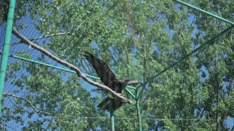 Bird of Prey Spreading and Flapping Its Wings on a Perch in an Aviary Stock Footage 347013336