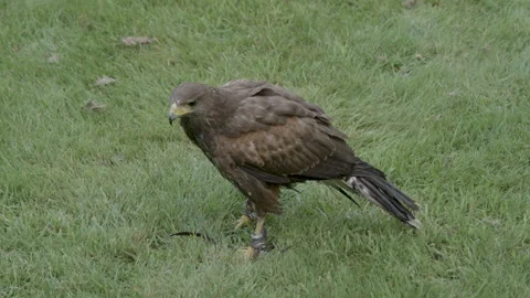 Bird of prey standing on the grass looking around Stock Footage 237459015