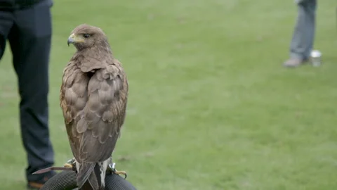 Bird of prey standing staring Stock Footage 237459060