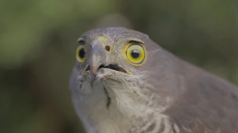 Bird of prey stands guard, close up. reaction. Stock Footage 82328710