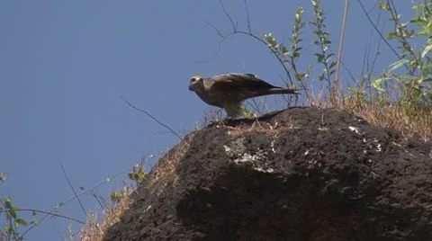 Bird prey stone Video stock 22070610