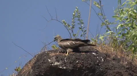 Bird prey stone Stock Footage 22070630