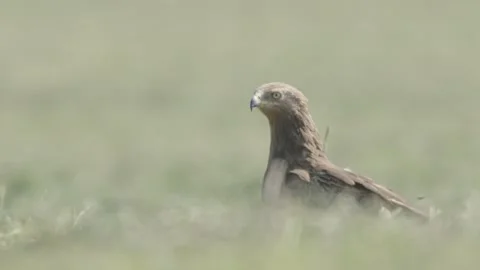 Bird of prey take off and fly away in slow motion lesser spotted eagle Stock Footage 245484891