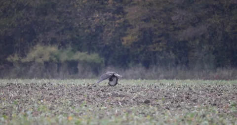 Bird of prey takes flight, 4K slow motion Stock Footage 166231206