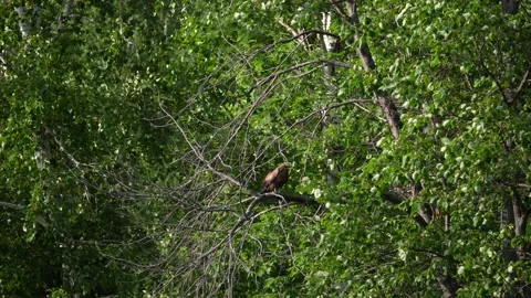 A bird of prey takes off Stock Footage 138132634