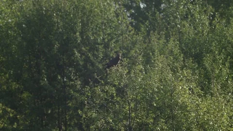 Bird of prey on tree branch watching for movement in the grass, swaying wit.. Video stock 310097529