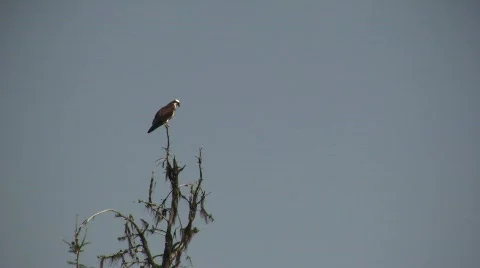 Bird of Prey in Tree Video stock 300625