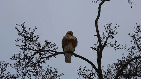 Bird of prey on the tree. Stock Footage 124364609