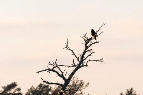 Bird of prey in a tree top Stock Photos