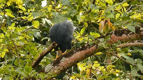 Bird of prey using bill to scrape off parasites on its legs Stock Footage 123564913