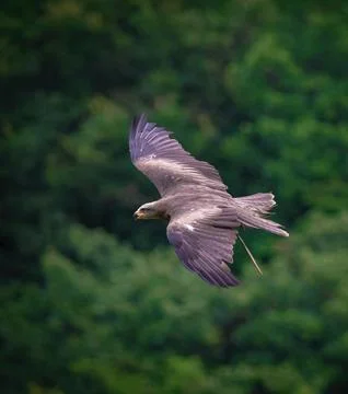 A bird of prey while flying in a falcrony in saarburg Stock Photos