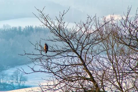 Bird of prey in the winter Stock Photos