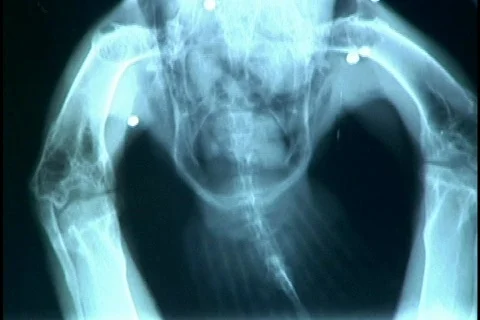 Bird of Prey X-Ray Shot Clinic Stock Footage 141683