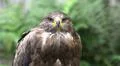 Bird of Prey - Young Golden Eagle close up front view Photo