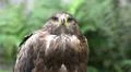 Bird of Prey - Young Golden Eagle closeup uplifted head Photo