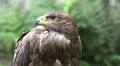 Bird of Prey - Young Golden Eagle looking left side Photo