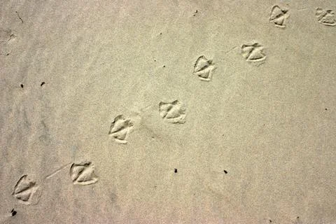 Bird prints background 스톡 사진