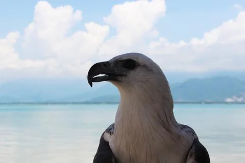 Bird profile close up Stock Photos