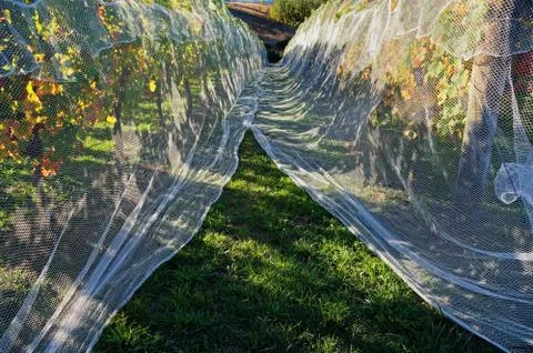 Bird proof nets protecting grape production in New Zealand. Stock-Fotos