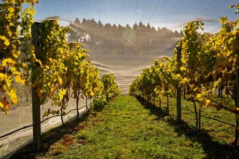 Bird proof netting protecting grape production in New Zealand. Stock Photos