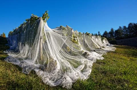 Bird proof netting protecting grape production in New Zealand. Stock Photos