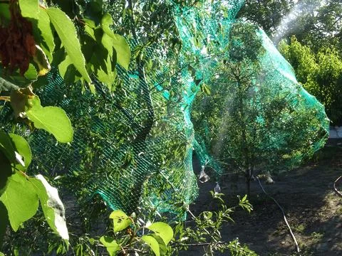 Bird protection netting on multiple fruit trees 스톡 사진