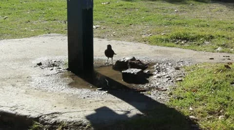 Bird in Puddle Video stock 20459789