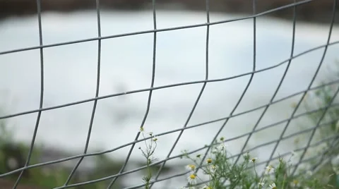 Bird in a puddle Video stock 40041597