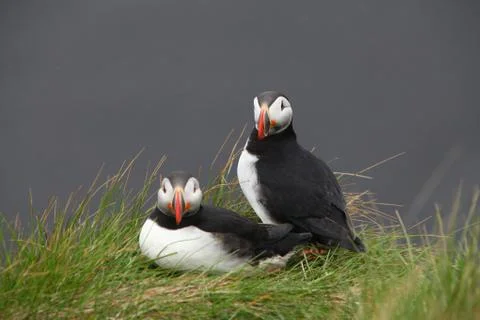 Bird Puffin Stock Photos