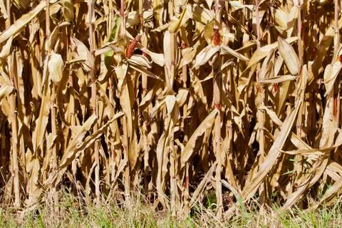 Bird Raided Field Corn Stock Photos