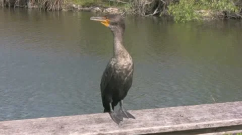 Bird on Rail Stock Footage 10723203