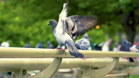 Bird on a Rail  Stock Footage 270475390