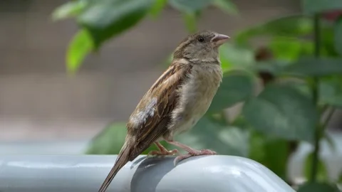 Bird on Railing Amidst Leaves Stock Footage 250472696