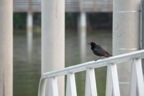 Bird on railing Stock Photos