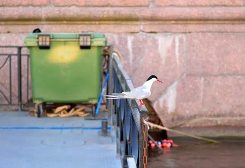 The bird on the railing of the pier at sunset Stock Photos