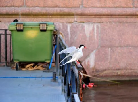 The bird on the railing of the pier at sunset Stock Photos