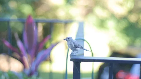 Bird on Railing - Shallow Depth of Field Stock Footage 92504076