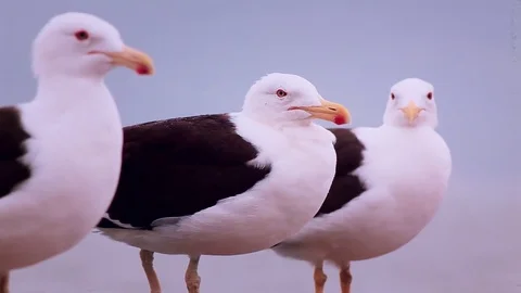 Bird in the rain Stock Footage 74875237