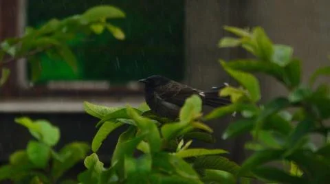 Bird in rain Stock Photos