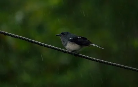 Bird in rain Stock-Fotos