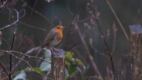 Bird In Rain Robin Red Breast 4K Detailed Water Drops Wet Stock Footage 125321628