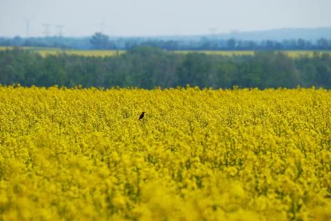 Bird on rare Foto stock