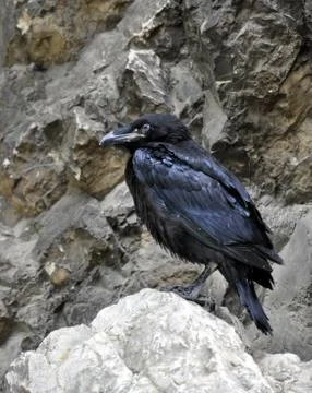 Bird - the raven Stock Photos