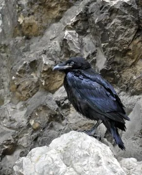 Bird - raven Stock Photos